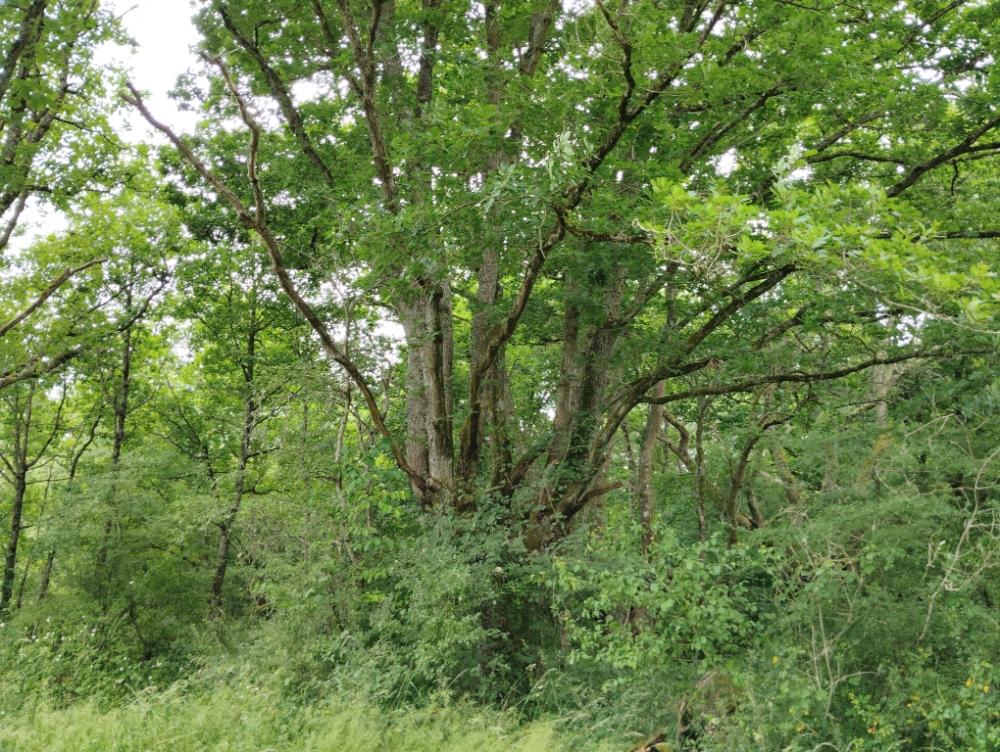 https-media-immo-facile-com-office2-pagesimmoweb-127797-catalog-images-pr-p-5-9-6-3-3-6-0-6-59633606c-jpg-datemaj-02-12-2025-16-30-29